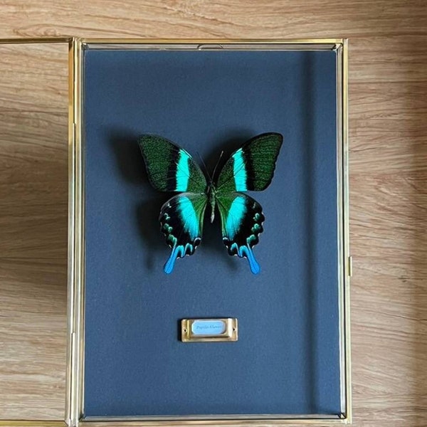 real papilio blumei / blue butterfly taxidermy specimen with glass frame / framed butterfly / butterfly frame