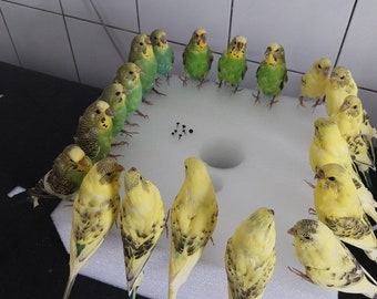 real budgerigar / budgie / parakeet / Melopsittacus undulatus bird mount taxidermy specimen