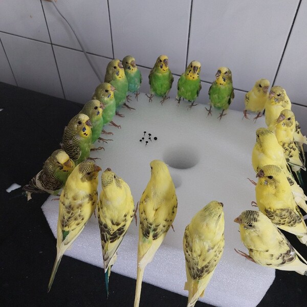 real budgerigar / budgie / parakeet / Melopsittacus undulatus bird mount taxidermy specimen