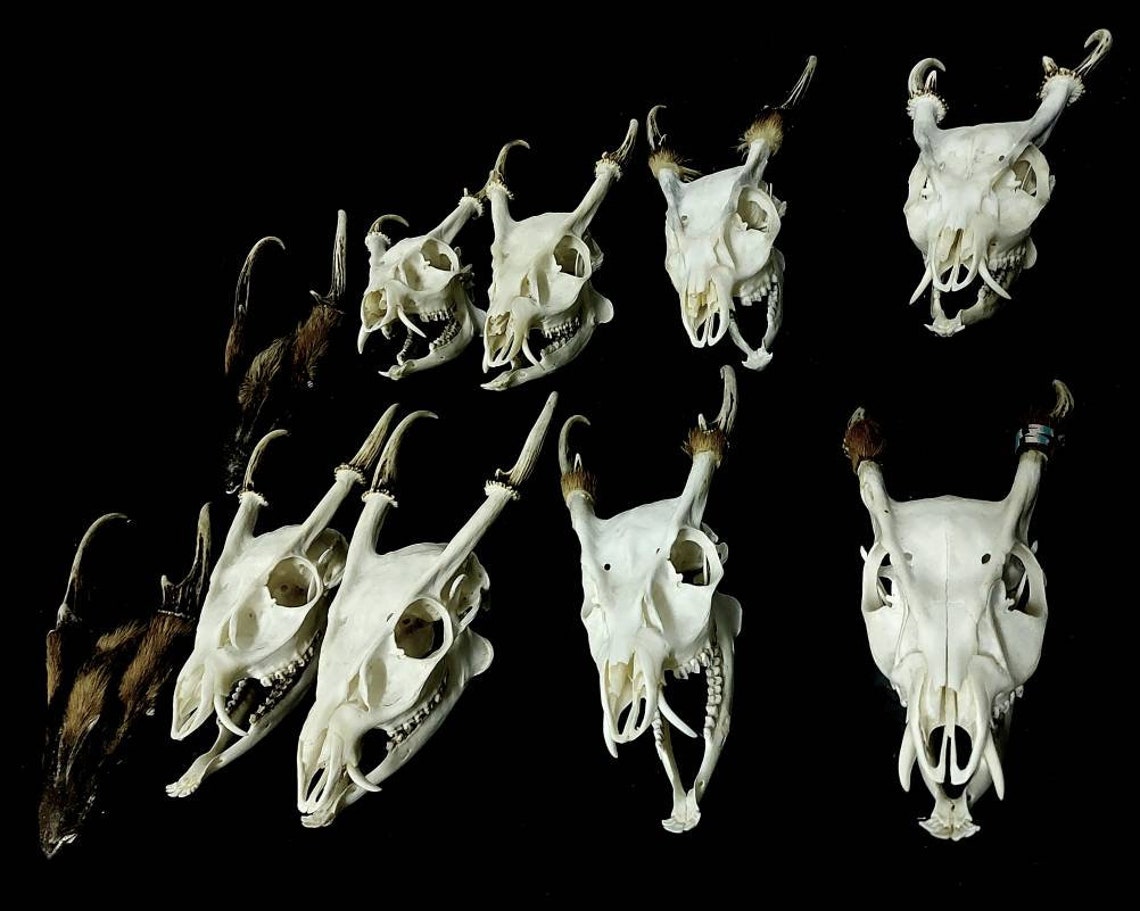 Male Formosan/ Taiwanese Muntjac/barking Deer Skull Etsy