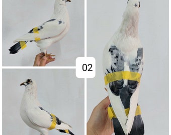 real pigeon dove bird mount taxidermy specimen many for choose