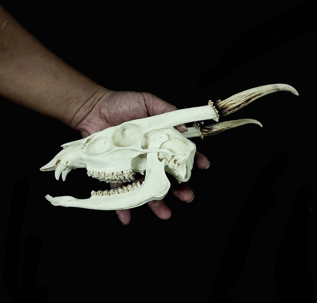 Male Formosan/ Taiwanese Muntjac/barking Deer Skull Etsy