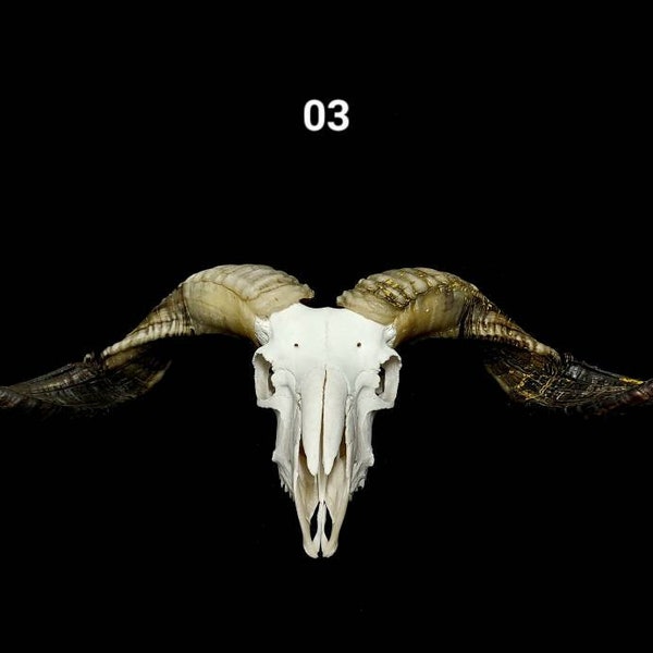 Goat Skull Etsy