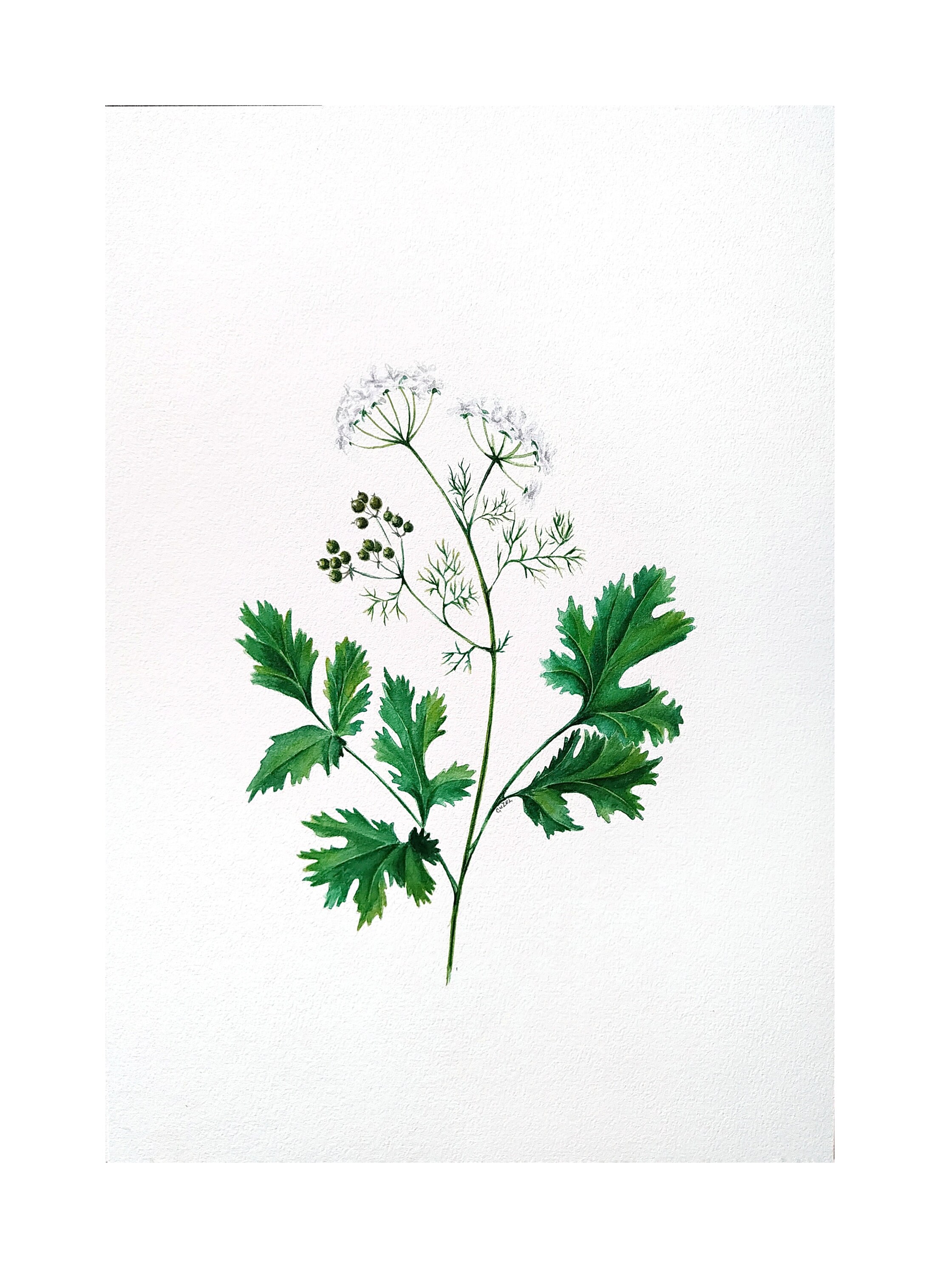 Coriander Botanical Wall Art Watercolor Painting Original Etsy