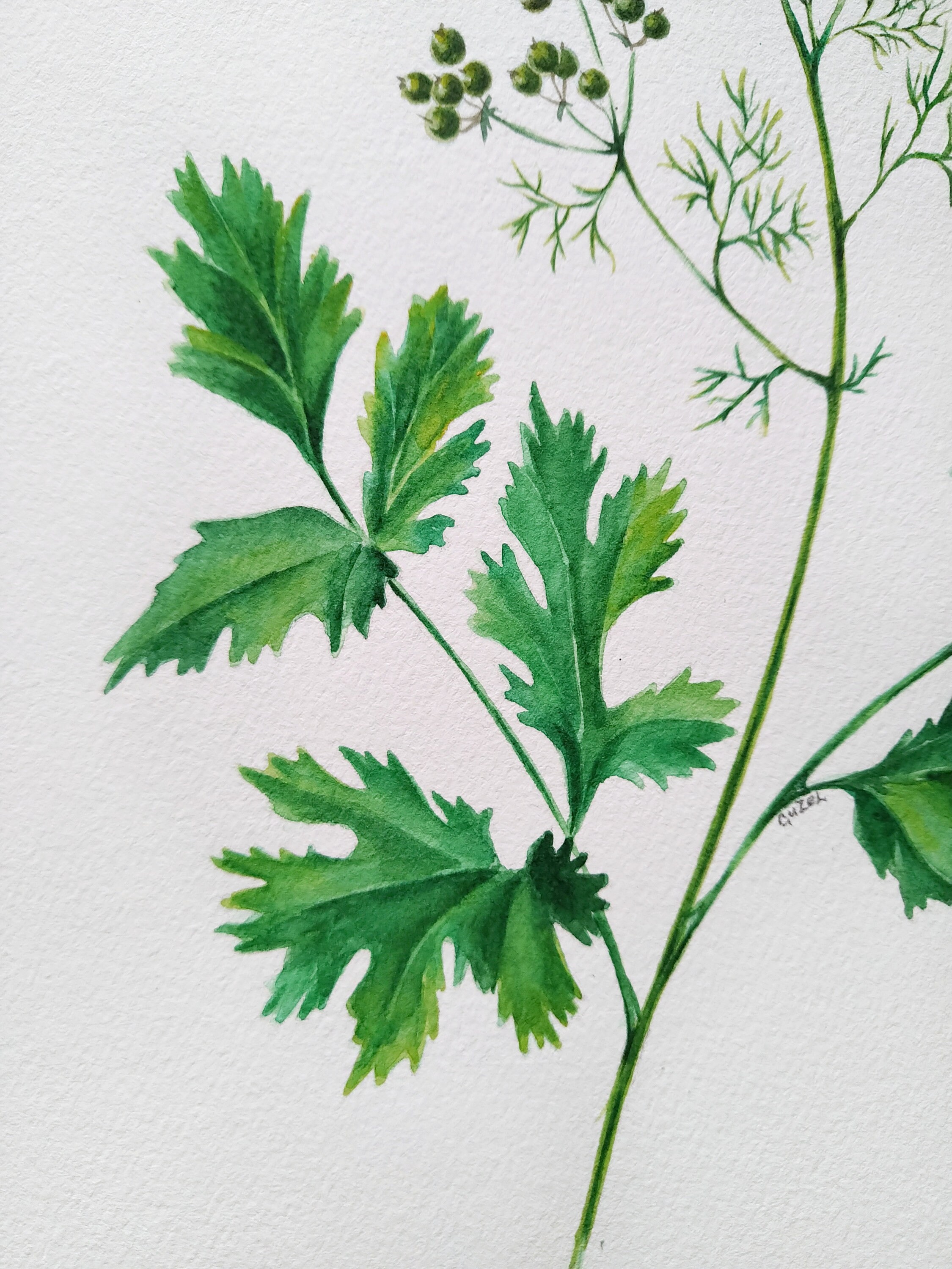 Coriander Botanical Wall Art Watercolor Painting Original | Etsy