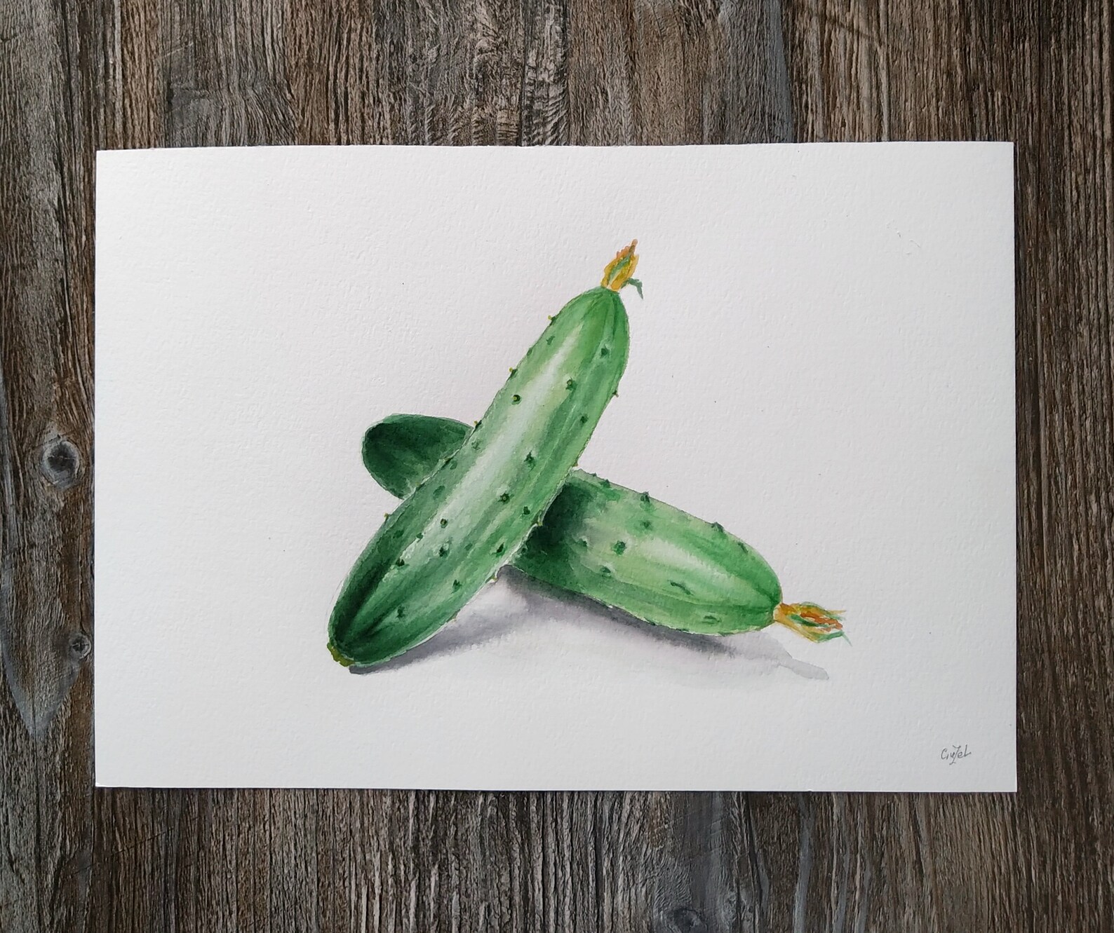 Cucumber Painting Watercolor Original Botanical Wall Art Etsy