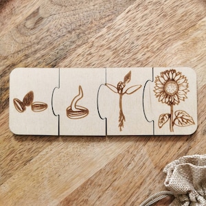 Sonnenblumen-Wachstumszyklus