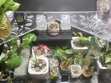 Milsbo Tall IKEA Indoor Greenhouse Acrylic Shelves | STRONG Clear Cast Acrylic Shelves with Cord Notches and optional Ventilation Holes!