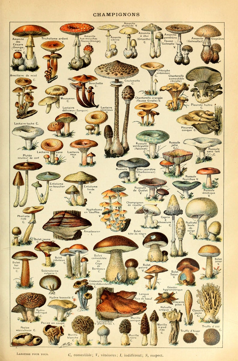 Mushrooms print: Fungi  Vintage Poster Wall Decor image 0