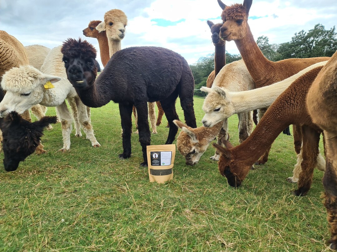 Alpaca Poo Manure Garden Fertiliser All Plants Shredded Etsy UK