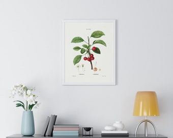 Cherry (Cerasus) Vintage Botanical Drawing Print