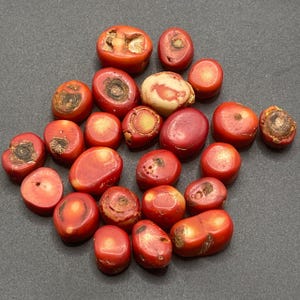 Beautiful Lot of 25 Beads Antique Old Tibetan Bamboo Coral Beads