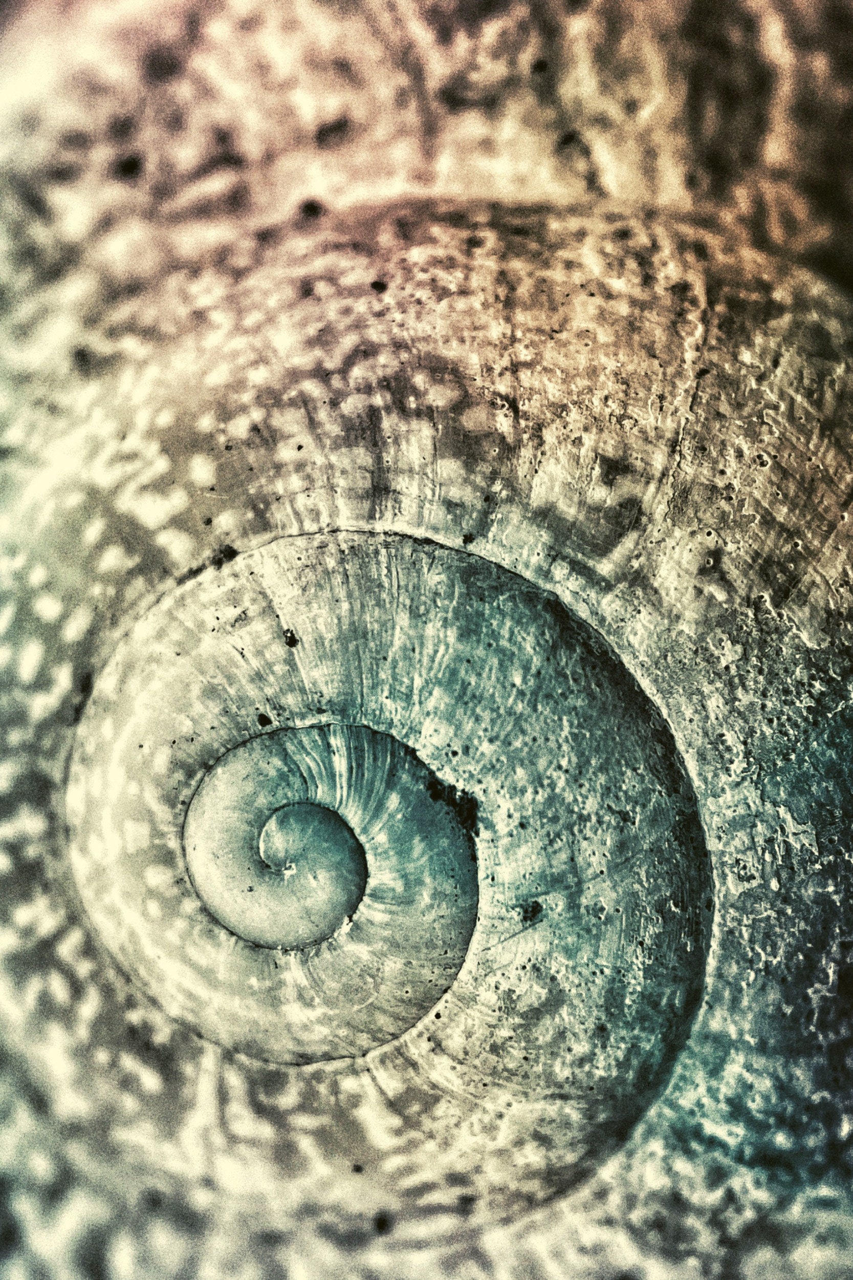 Spirals Abstract, Shell Printable , Minimalist, Retro, Vintage, Wall ...