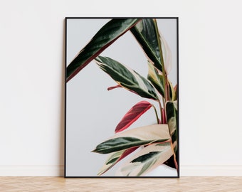 Calathea Leaves Poster | Calathea Leaves Wall Art | Calathea Leaves Forms Art | Calathea Leaves Printed Poster