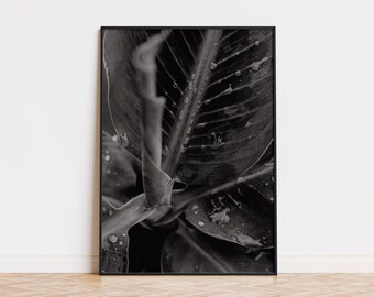 Leaf Poster | Leaf Wall Art | Leaf Art | Leaf Printed Poster