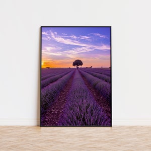 Levander Sunset Field | Unique Levander Sunset Poster | Trendy Wall Art | Aesthetic Levander Sunset Poster | Printed Wall Art Sunset Poster