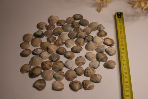 Sea Shell Mix-sea Shells Bulk-craft Sea Shells-beach Wedding Decor-brown  Sea Shell Mix-sea Shell Assortment Sea Shell Packs-craft Supplies 
