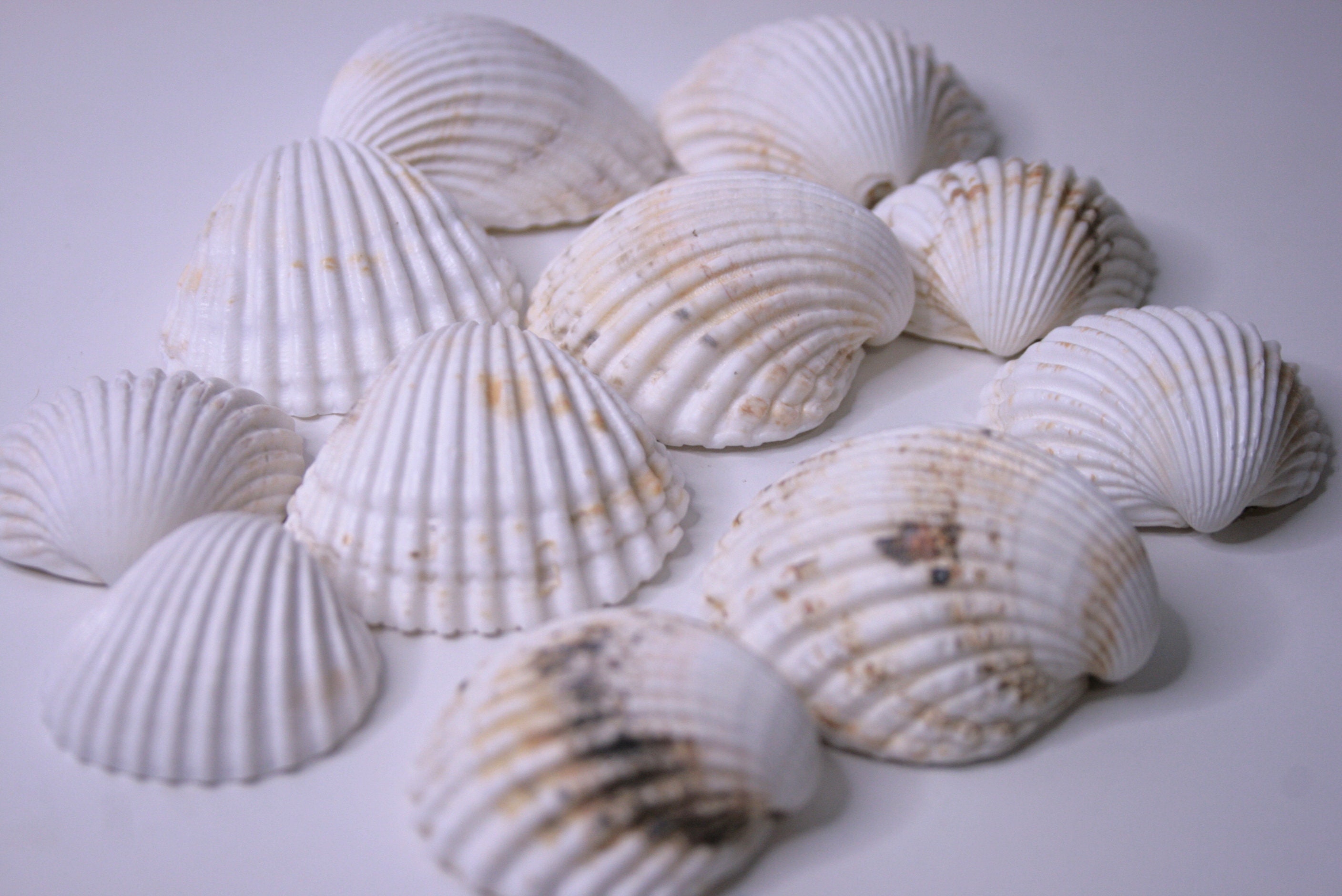 11 Beatifull White Sea Shells, Bulk Craft Shells, Beach Decor - Etsy