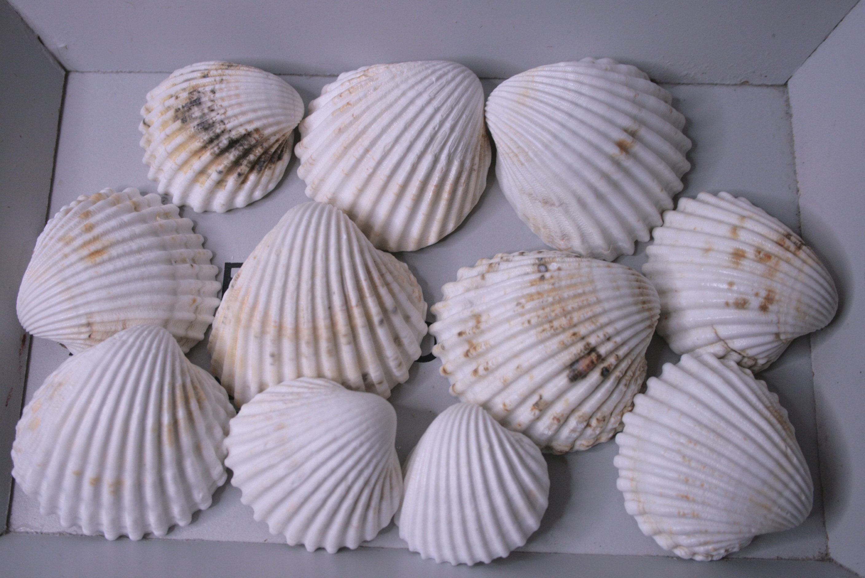 11 Beatifull White Sea Shells, Bulk Craft Shells, Beach Decor - Etsy