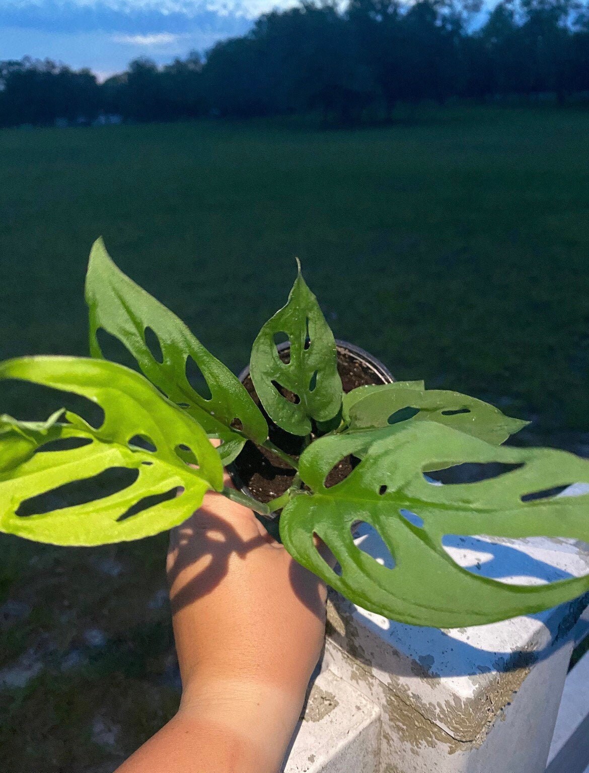 Swiss Cheese Monstera 4 Pot Etsy