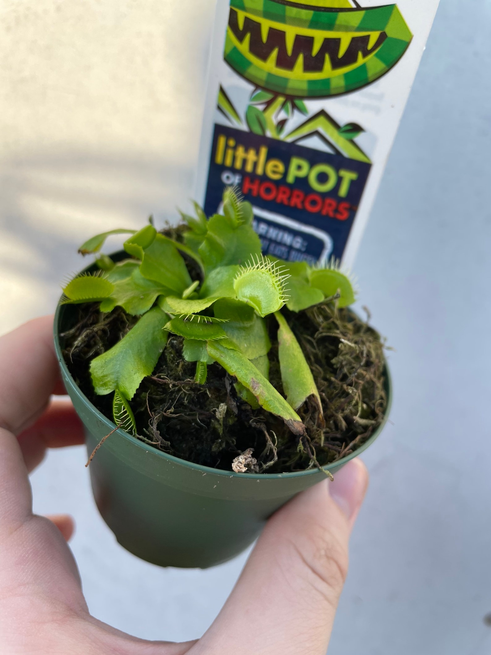 Venus Fly Trap 4 Pot Etsy