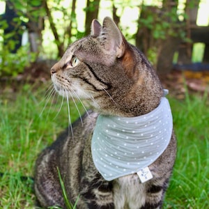 May include: A tabby cat wearing a light blue bandana with white polka dots. The bandana has the word "wild" printed on it. The cat is sitting in green grass.