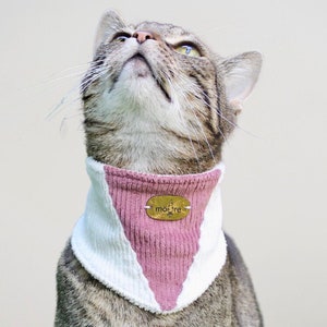 May include: A tabby cat wearing a pink and white cat collar with a gold tag that says "mousie".