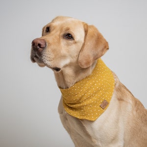 May include: A light brown Labrador Retriever dog wearing a yellow bandana with white polka dots. The bandana has a small brown leather tag with a logo.