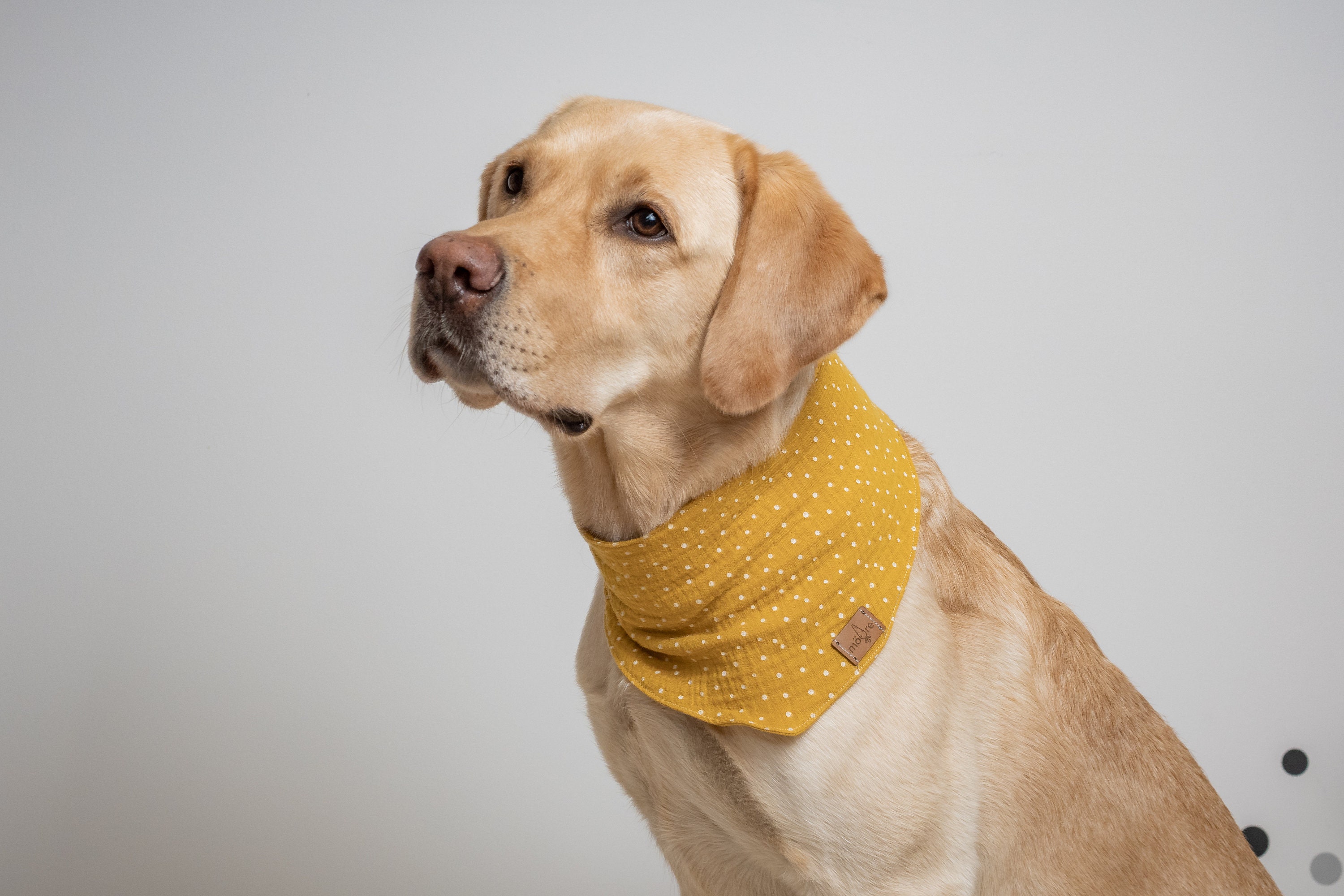 Foulard Pour Chien Fläck - Jaune Moutarde Noël Foulard Collier Accessoire Chiens Cadeau Mousseline B