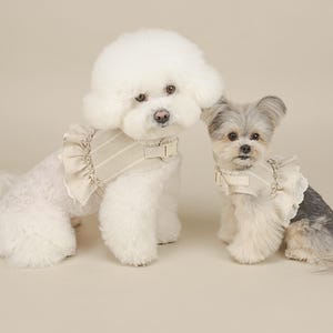 May include: Two small dogs wearing beige harnesses with ruffled trim and striped patterns. The dogs are white and gray, and they are posed against a neutral background. The harnesses have a bow detail.
