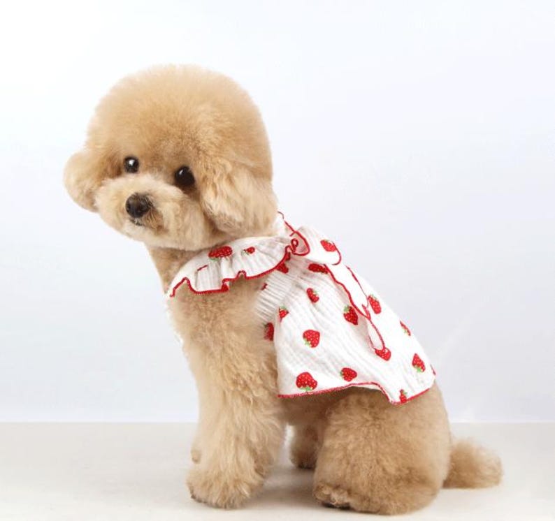 May include: A light-colored poodle wearing a white sleeveless pet dress featuring a repeating red strawberry pattern. The dress has a ruffled collar and hem with red trim, and the fabric has a subtle vertical textured stripe throughout the design.