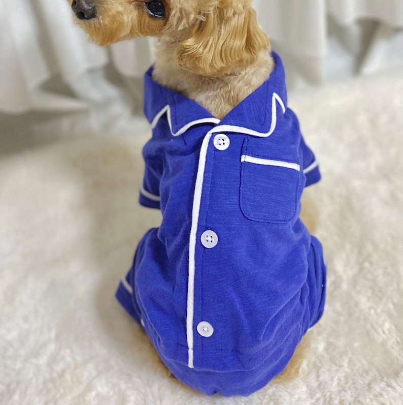 May include: A small dog wearing a blue and white pajama set with white piping and buttons. The pajamas have a pocket on the chest.