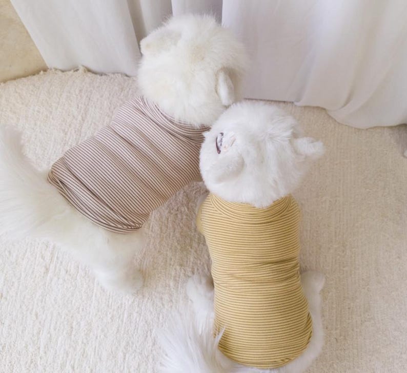 May include: Two white dogs wearing striped shirts. One dog is wearing a brown and white striped shirt, and the other dog is wearing a yellow and white striped shirt.