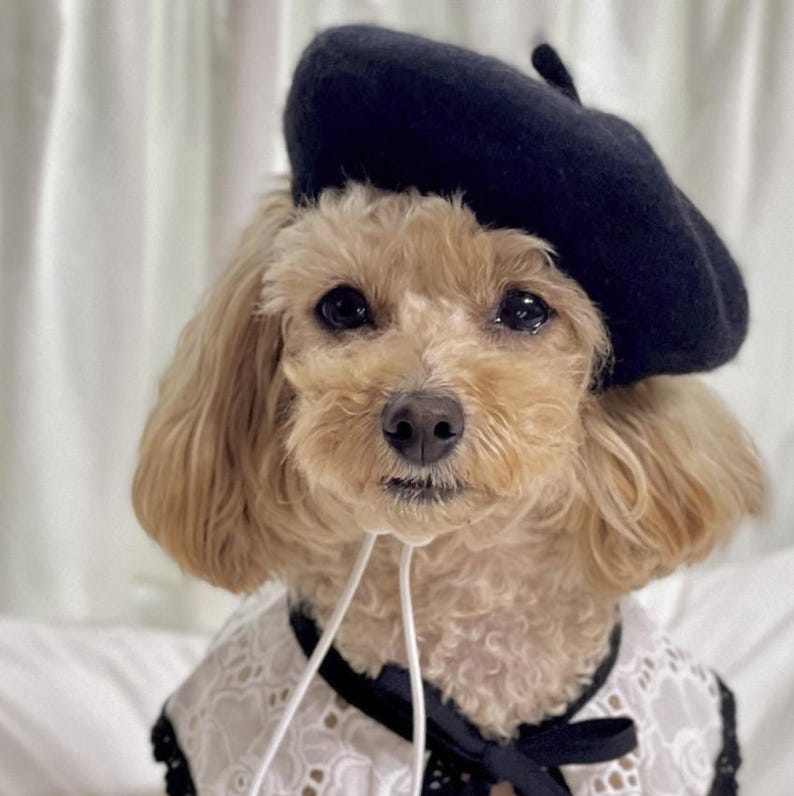 French Beret Hat, Hat for Dog, Dog Hat, Dog Beret, Dog Costume, Pet Outdoor, Pet Accessory, Dog Fashion, Dog Apparel, Pet Clothing image 9