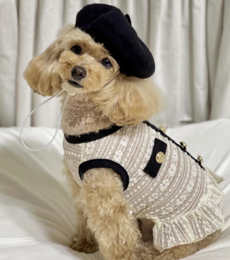 French Beret Hat, Hat for Dog, Dog Hat, Dog Beret, Dog Costume, Pet Outdoor, Pet Accessory, Dog Fashion, Dog Apparel, Pet Clothing image 7