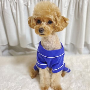 May include: A small, light brown poodle wearing a blue and white striped pajama shirt. The dog is sitting on a white fluffy surface.