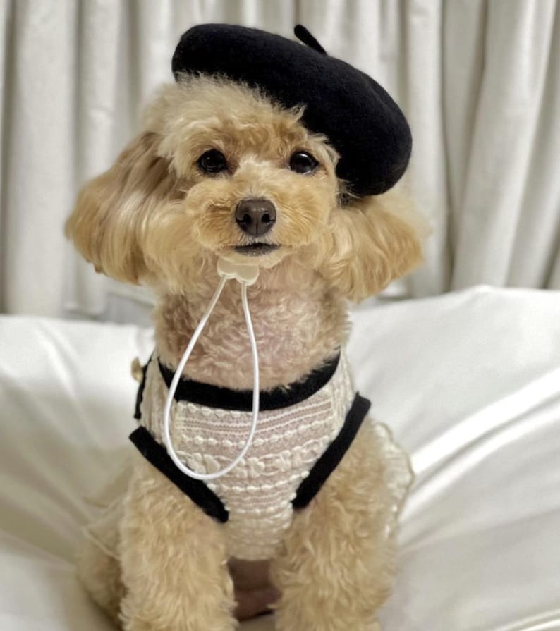 French Beret Hat, Hat for Dog, Dog Hat, Dog Beret, Dog Costume, Pet Outdoor, Pet Accessory, Dog Fashion, Dog Apparel, Pet Clothing image 8