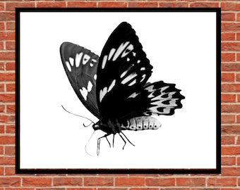 Butterfly Wall Art Printable, Butterfly Digital Art, Butterfly Print Vintage, Wall Art , Btterfly Print, Living Room Décor, 8x10, 11x14