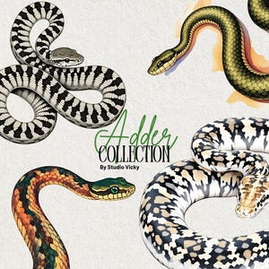 May include: A collection of four different snake illustrations. The snakes are depicted in a realistic style with detailed scales and patterns. The snakes are in various poses, including coiled, slithering, and striking. The illustrations are in a watercolor style with a soft, muted color palette.