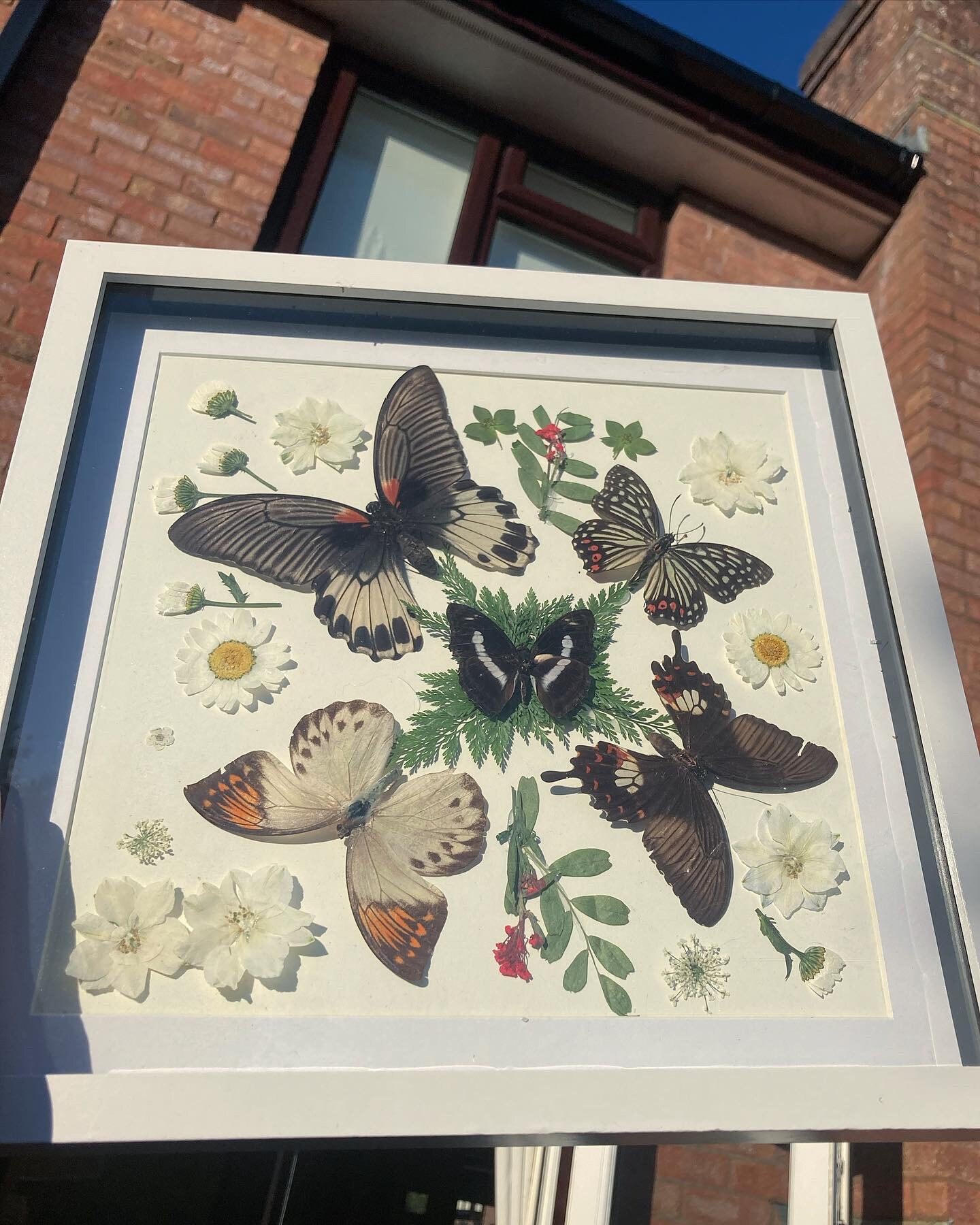 Taxidermy butterfly Etsy