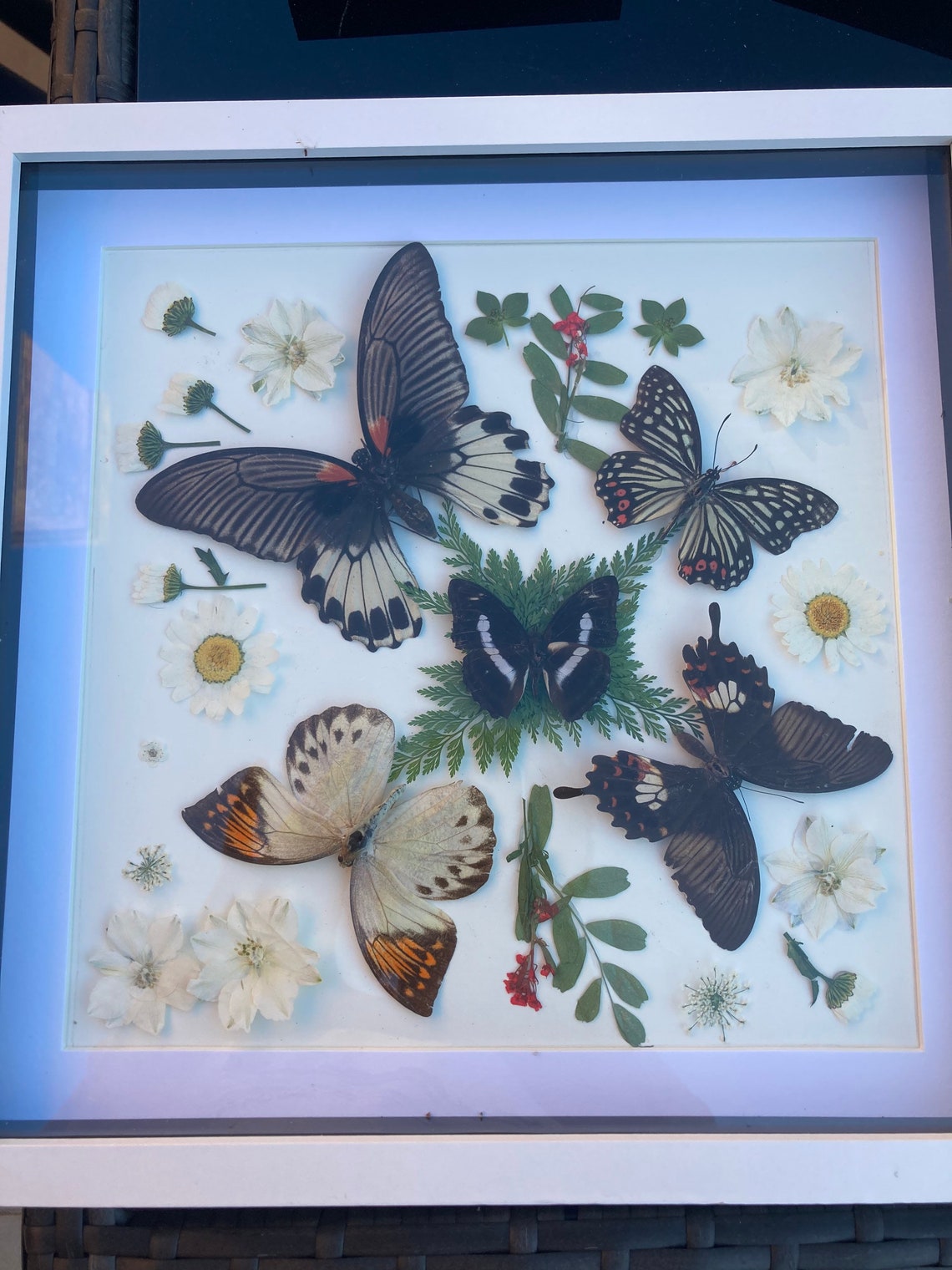 Taxidermy butterfly Etsy