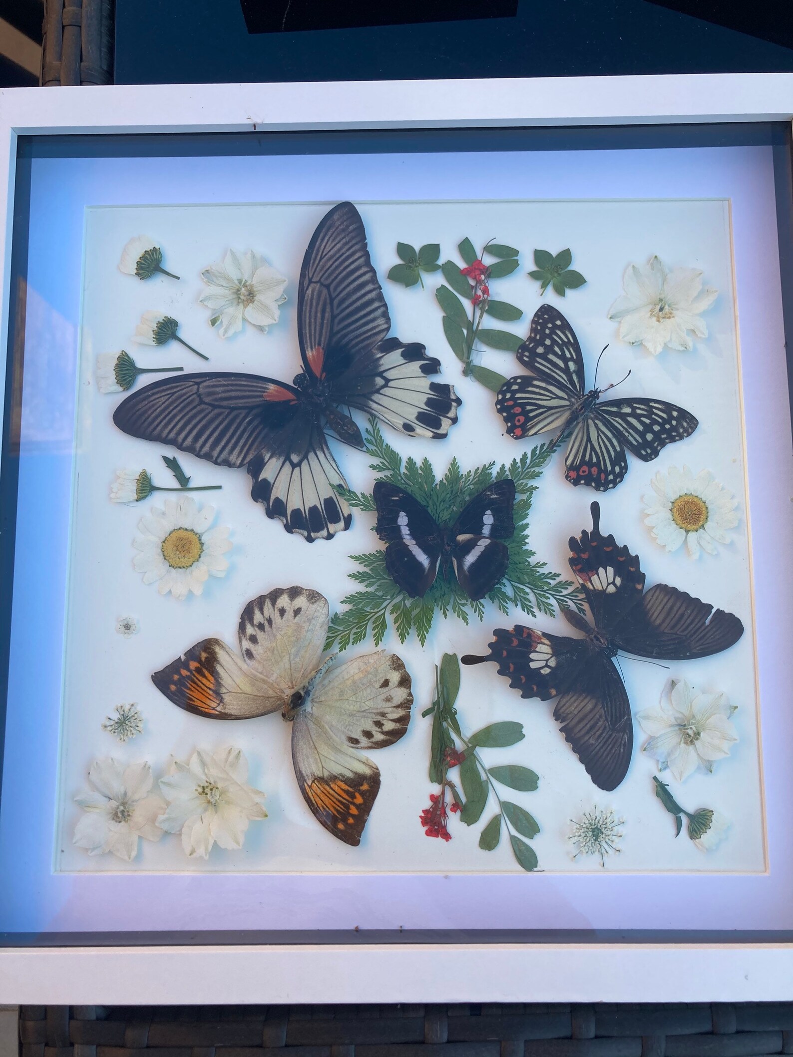 Taxidermy butterfly Etsy