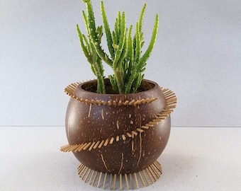 Coconut shell planter 2