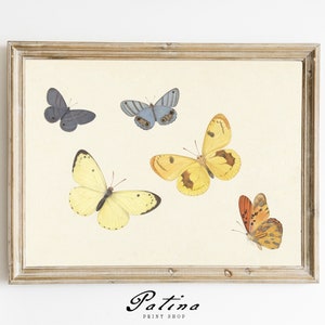 Vintage Butterfly Print | Butterfly Painting | Antique Painting | Vintage Art Print | Printable Wall Art | BUTTERFLIES | 380