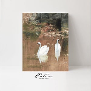 Swan Print | Vintage Bird Art | Swan Painting | French Country Decor | Mailed Fine Art Prints | SWANS | 273