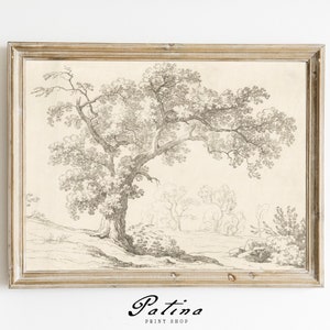 Antique Tree Sketch | Vintage Tree Drawing | Nature Art Print | Farmhouse Wall Art | Digital Download | CANOPY TREE | 86