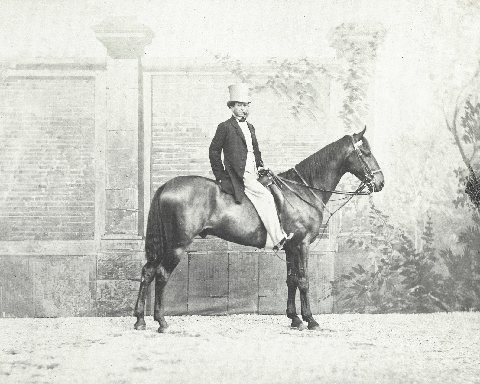 Horse Photograph Animal Vintage Print Black and White Etsy