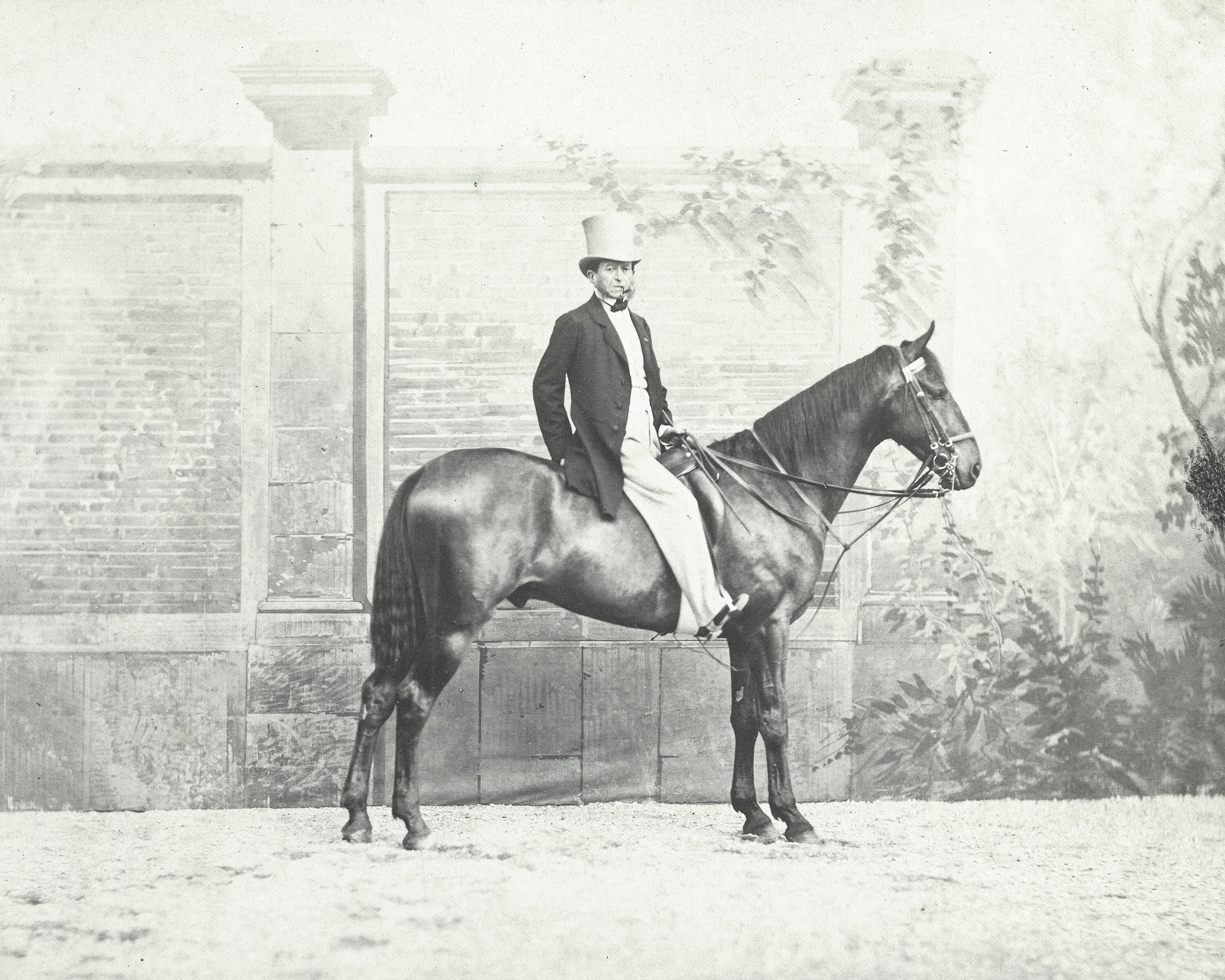 Horse Photograph Animal Vintage Print Black and White Etsy