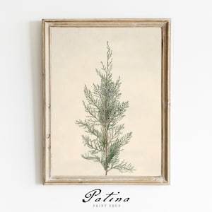 Vintage Kiefer Baum Druck | Antike Weihnachtsbaum Kunst | Winter Bauernhaus Dekor | Botanische Malerei | Druckbare Wandkunst | FEIERTAG KIEFER | 415