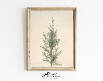 Vintage Pine Tree Print | Antique Christmas Tree Art | Winter Farmhouse Decor | Botanical Painting | Printable Wall Art | HOLIDAY PINE | 415